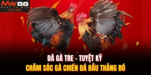 Đá gà tre
