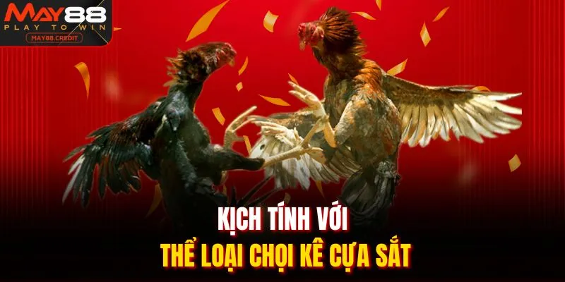 Kịch tính với thể loại chọi kê cựa sắt